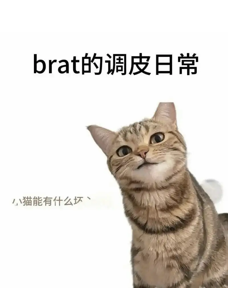西檬之家K9犬系是什么?字母圈新人入圈 一
